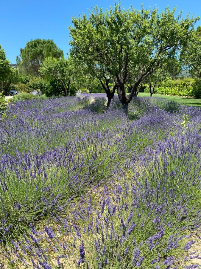 Mas Orea Sous La Glycine Villa Gordes Exterior photo